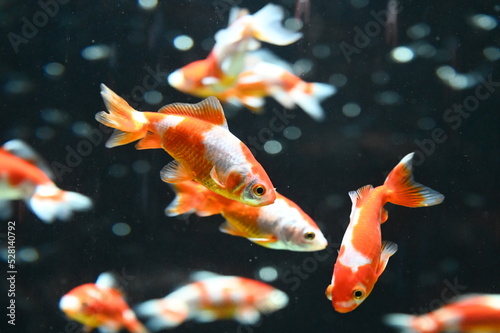 アクアリウムで泳ぐ日本の紅白の金魚達