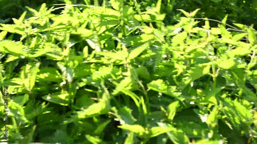 Nettles in the field. young plants. Panorama. High quality 4k footage