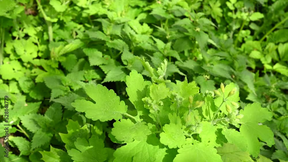 Celandine. Medicinal plant blooms spring. Static camera. Celandine. Medicinal plant blooms spring. Static camera.