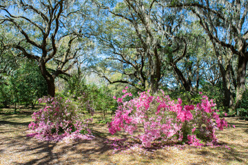 Poster encadré  Charleston in Bloom  © heidi