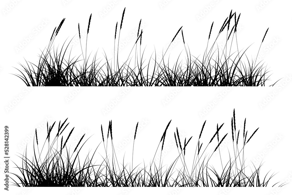 reeds grass silhouette - obrazy, fototapety, plakaty 
