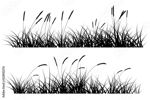 reeds grass silhouette photo