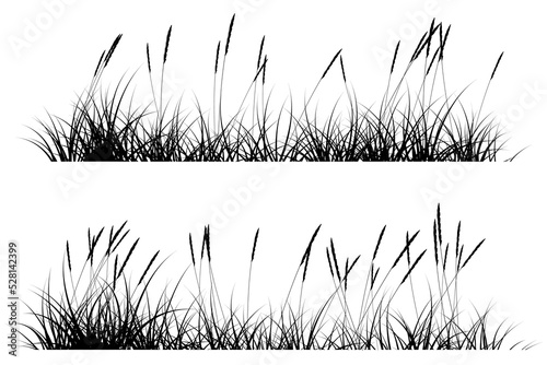 reeds grass silhouette