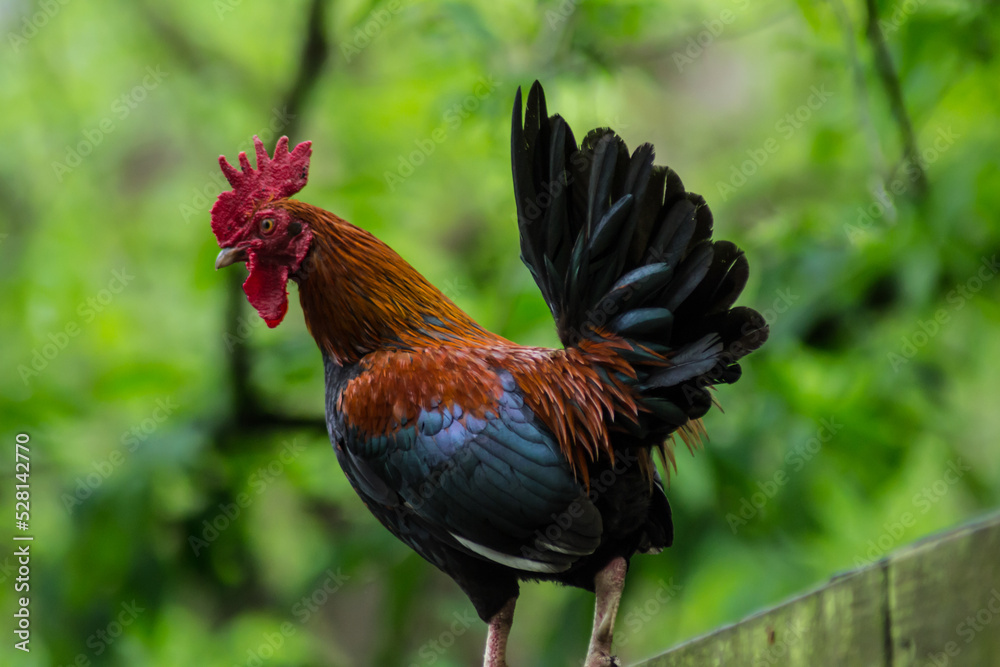 Fototapeta premium Rooster