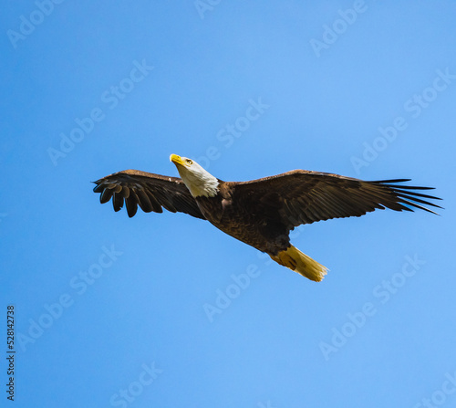 Canvas Print Bald Eagle flying overhead at a wildlife sanctuary in Rome Georgia