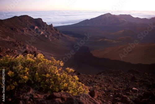 Hawaii volcano from the top, at sunrise with beautiful volcanic tree in foreground