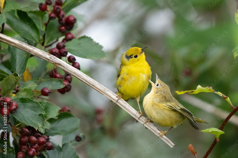 Mother and Baby Yellow Warbler in Berry Patch Mother and Baby Yellow Warbler in Berry Patch