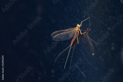 Mayfly Reflected on a Dark Surface photo