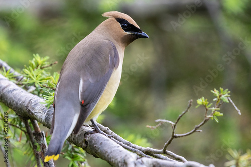 Cedar Waxwing Bird Eyes the Photographer With Suspicion