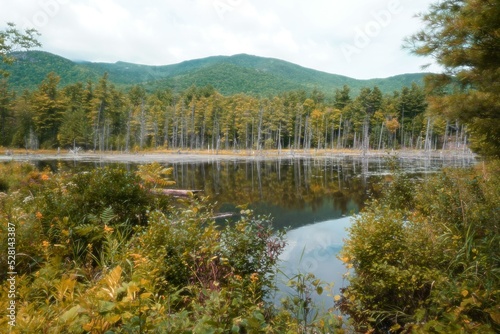 lake in the forest