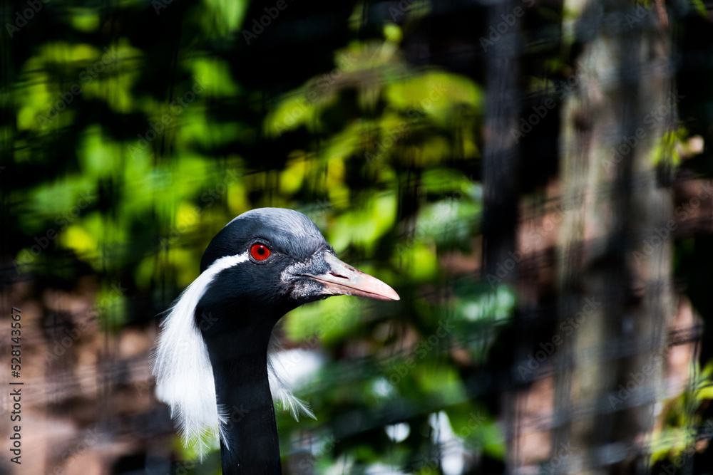 Bird at a zoo, seen through the fence