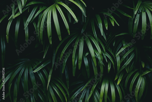 Green leaves background with dark tones. Green leaf texture nature background. tropical leaf concept