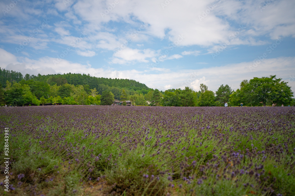 北海道 ファーム富田