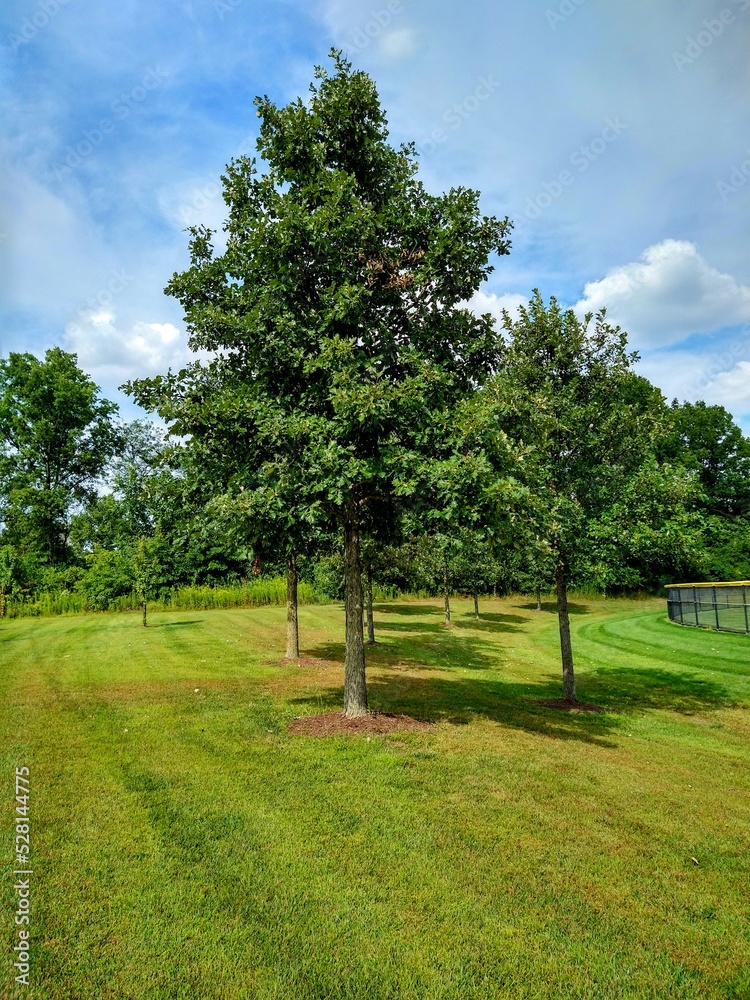 Tree Shadows on Grass Under Cloudy Sky