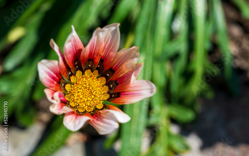 Close-up of colorful flower of Gazania linearis with green backround..