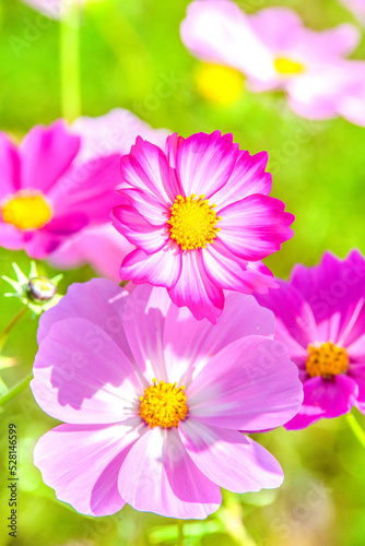コスモスの花 © inoumasa