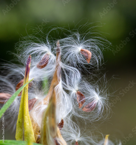 Macro image of ripened seed pods on a swamp milkweed plant (asclepias incarnata) that have split open, yielding seeds containing silky floss for airborne dispersal