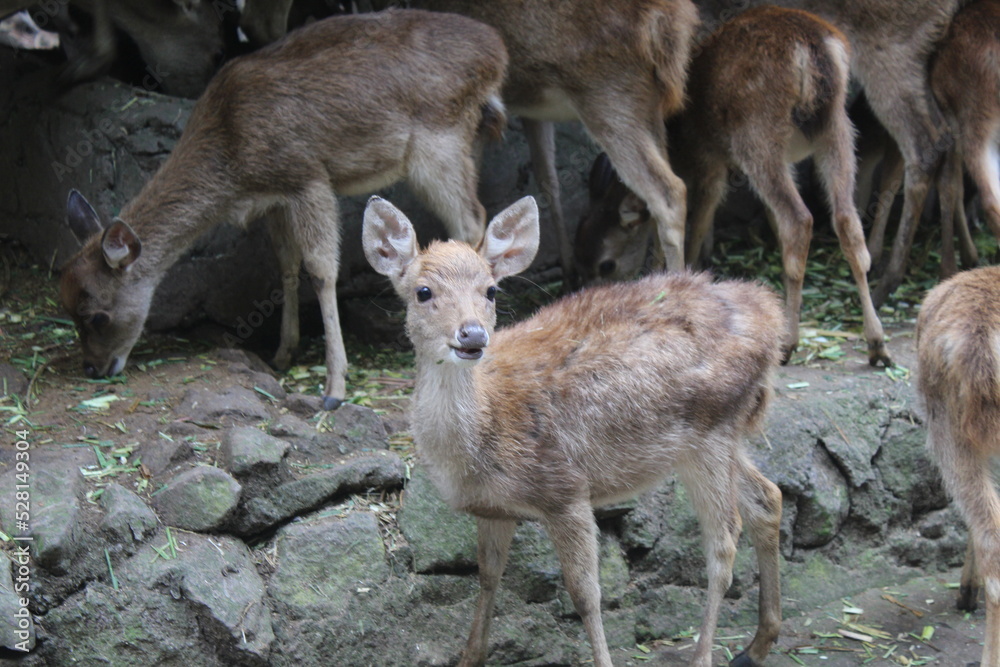 a herd of bawean deer near the cage a herd of bawean deer near the cage