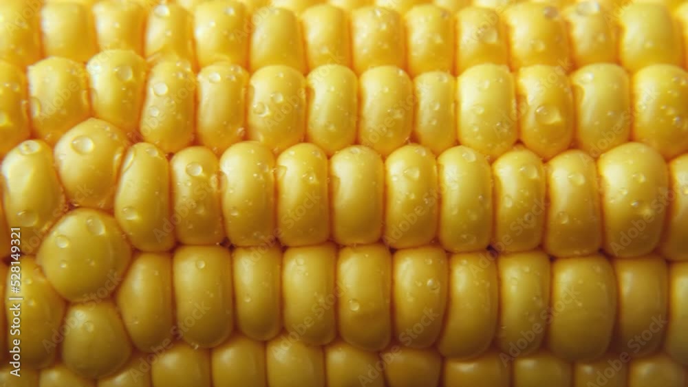 Close-up ripe peeled corn cobs in sunlight, sliding shot. Texture of fresh corn, selective focus, macro. Vegan food, healthy lifestyle, sustainable resources. Thanksgiving day background. Close-up ripe peeled corn cobs in sunlight, sliding shot. Texture of fresh corn, selective focus, macro. Vegan food, healthy lifestyle, sustainable resources. Thanksgiving day background.