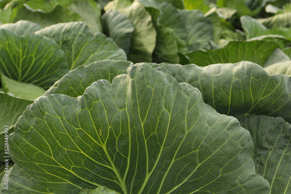 野菜収穫の新鮮キャベツの葉 野菜収穫の新鮮キャベツの葉