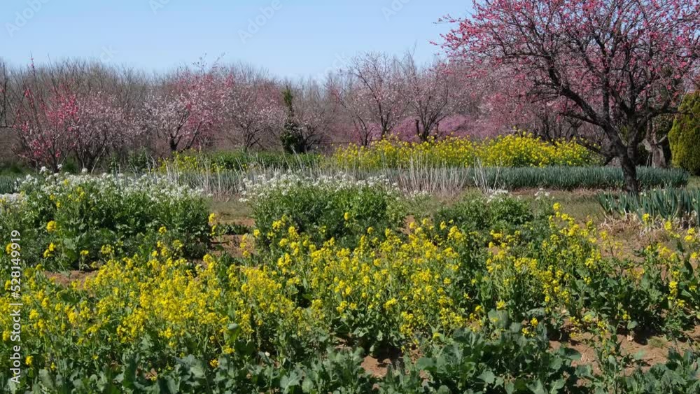菜の花とはなもも
菜の花とはなもも