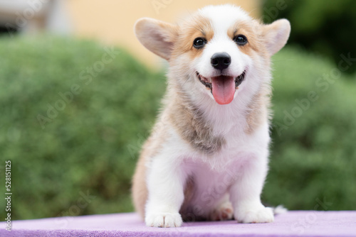 Corgi smiling puppy dog sitting on the table in summer sunny day