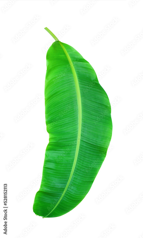 fress banana leaf on transparent background png file
