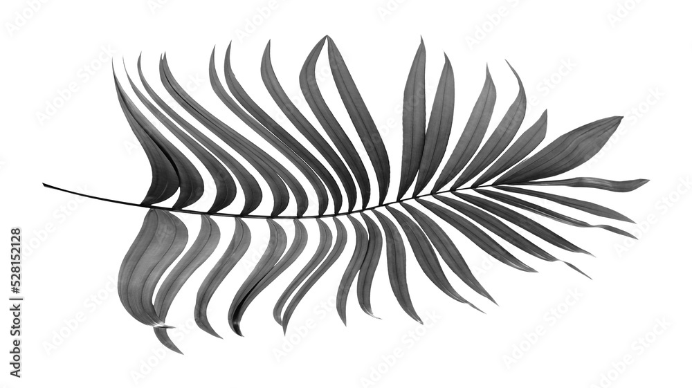black leaves of palm tree on transparent background png file Stock ...