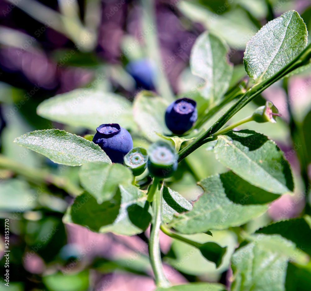 ripe blueberries in the forest on bushes ripe blueberries in the forest on bushes