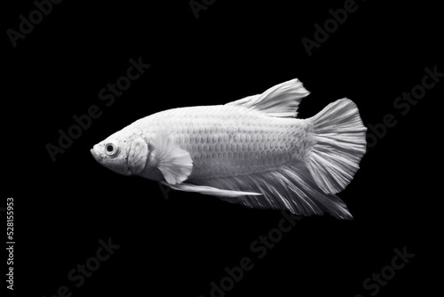 White Betta fish, Siamese fighting fish, Betta splendens isolated on black background, fish on black background.
