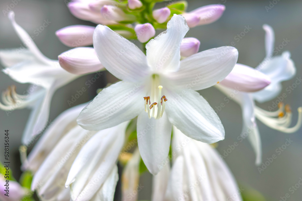Naklejka premium close up of white flower