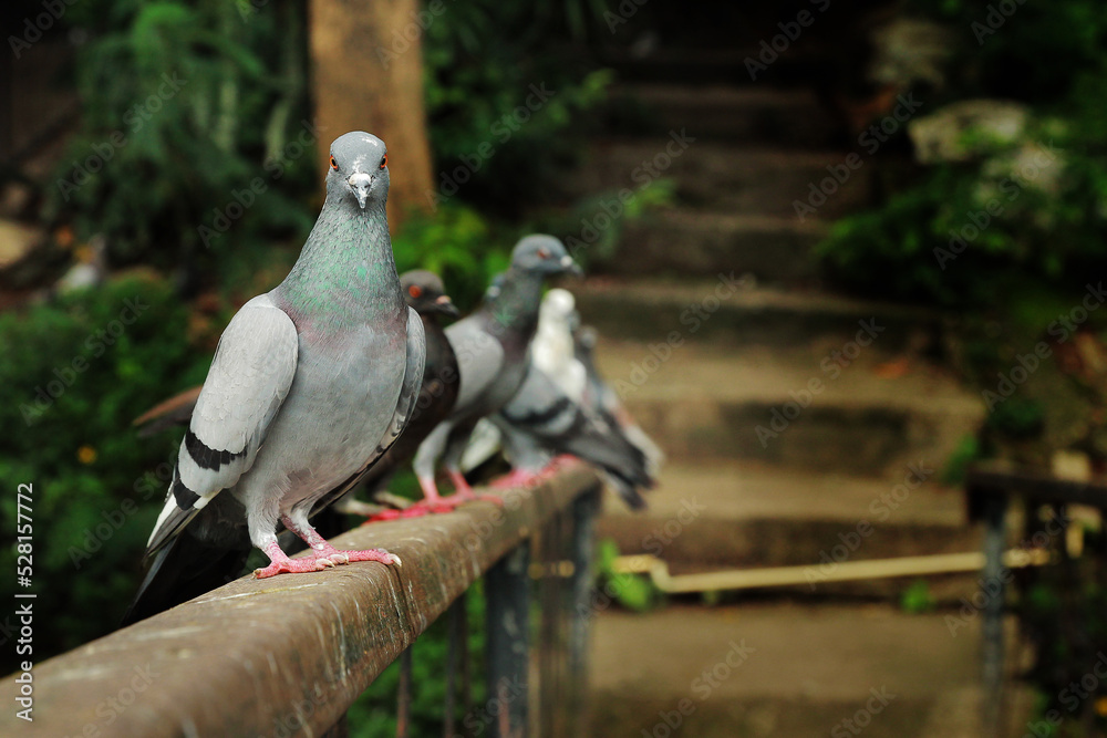 Fototapeta premium Close up beautiful pigeon group portrait