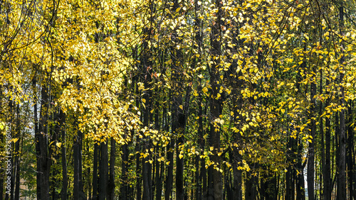 bright colorful yellow leaves on trees during fall season in public park