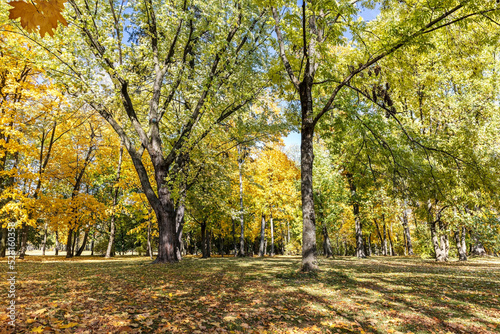 picturesque scenery of autumn city park in sunny day. trees with colorful foliage.