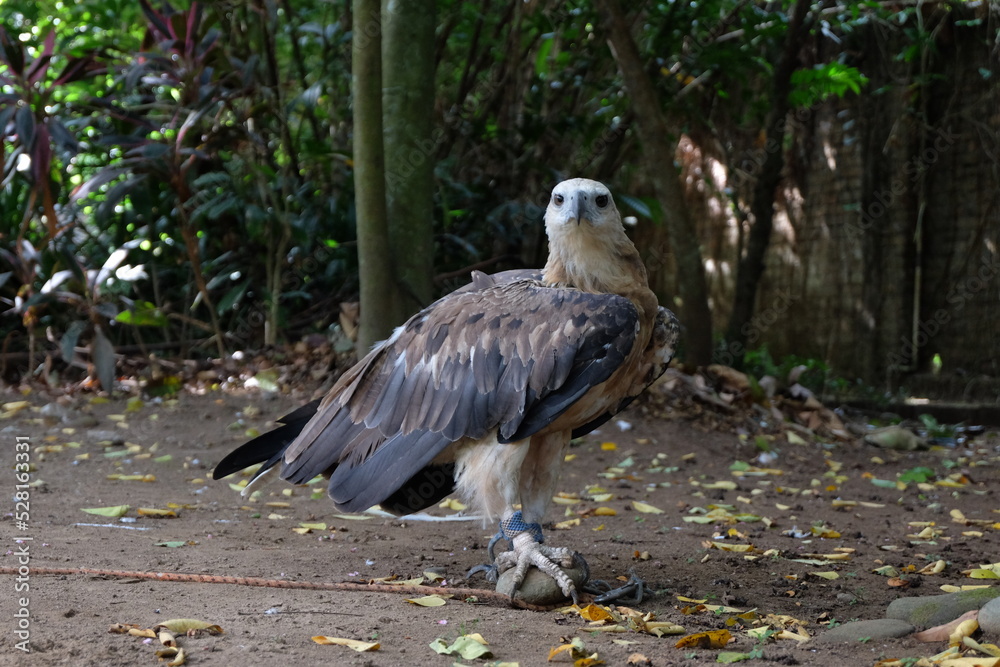 The white-bellied sea eagle (Haliaeetus leucogaster), also known as the white-breasted sea eagle, is a large diurnal bird of prey in the family Accipitridae The white-bellied sea eagle (Haliaeetus leucogaster), also known as the white-breasted sea eagle, is a large diurnal bird of prey in the family Accipitridae