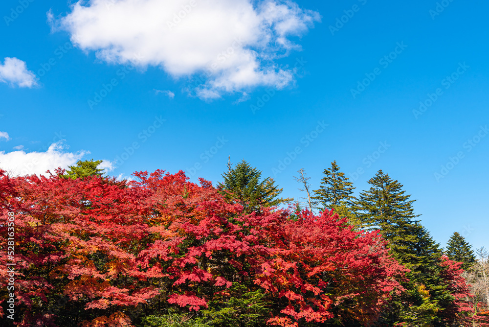 Kumobaike Pond autumn foliage scenery view, multicolor reflecting on surface in sunny day. Colorful trees with red, orange, yellow, golden colors around the park in Karuizawa, Nagano Prefecture, Japan Kumobaike Pond autumn foliage scenery view, multicolor reflecting on surface in sunny day. Colorful trees with red, orange, yellow, golden colors around the park in Karuizawa, Nagano Prefecture, Japan