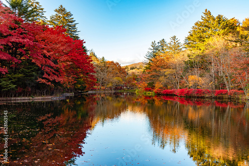 Kumobaike Pond autumn foliage scenery view, multicolor reflecting on surface in sunny day. Colorful trees with red, orange, yellow, golden colors around the park in Karuizawa, Nagano Prefecture, Japan © Shawn.ccf