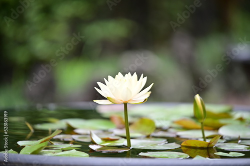 The white water lilies are beautifully blooming
