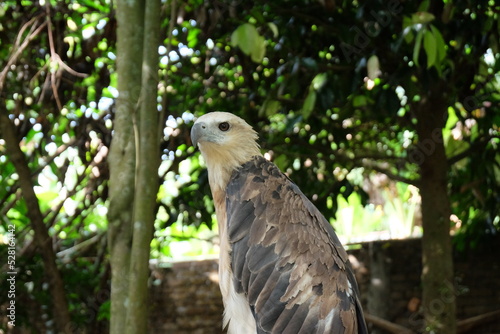 The white-bellied sea eagle  Haliaeetus leucogaster   also known as the white-breasted sea eagle  is a large diurnal bird of prey in the family Accipitridae