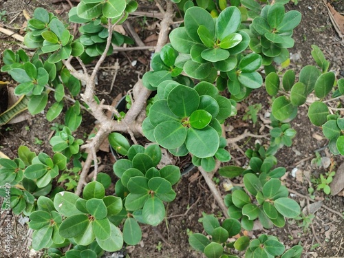 close up plants in a garden