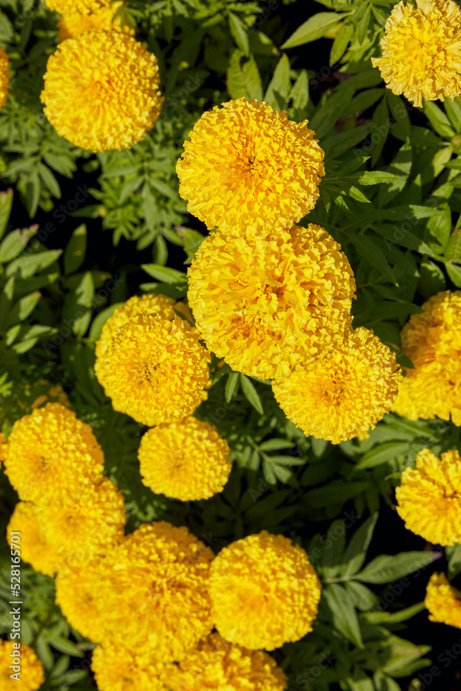 Beauty in nature - Flowers Beauty in nature - Flowers