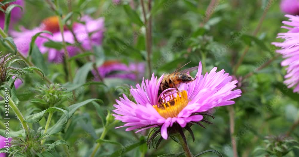 A bee on pink chrysanthemum. Summer macro shooting. A bee on pink chrysanthemum. Summer macro shooting.