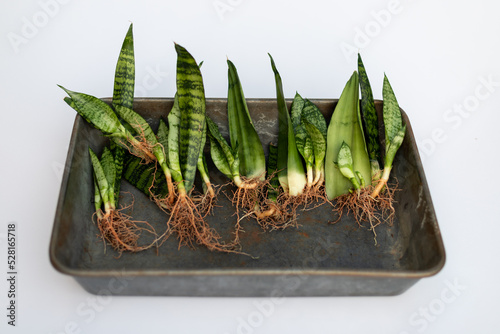 Propagation of sanseveria plants from leaf cuttings laying in a tray bare roots plants photo