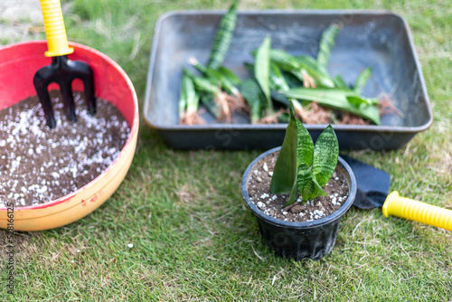 Homegrown snake plant transplanting into new pots photo