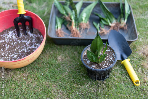 Transplanting snake plant grown from cuttings at home photo