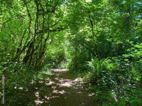 A Footpath in the Forest