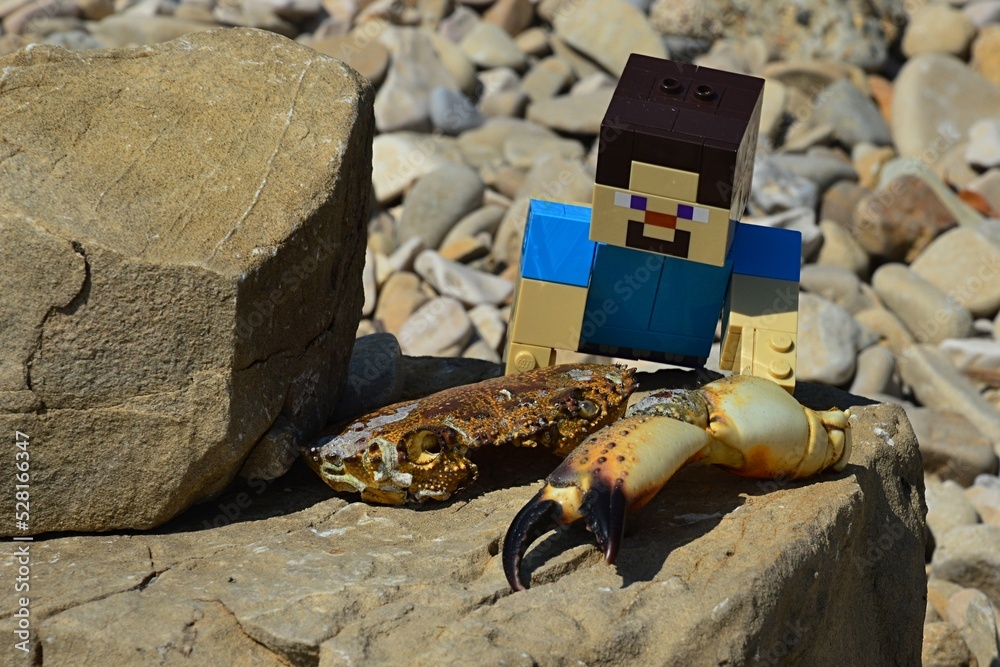 Fototapeta premium LEGO Minecraft large figure of Steve in blue shirt found dried cephalothorax and arm with claw of large coastal crab on shoreline rock, pebble beach stones in background.