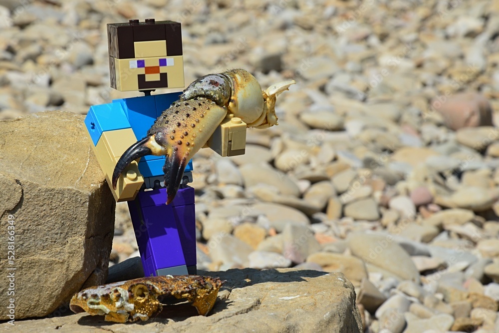 Fototapeta premium LEGO Minecraft large figure of smiling Steve in blue shirt, holding large arm and claw of shoreline crab on sunny pebble beach, crab cephalothorax under his feet on sunlit rock.