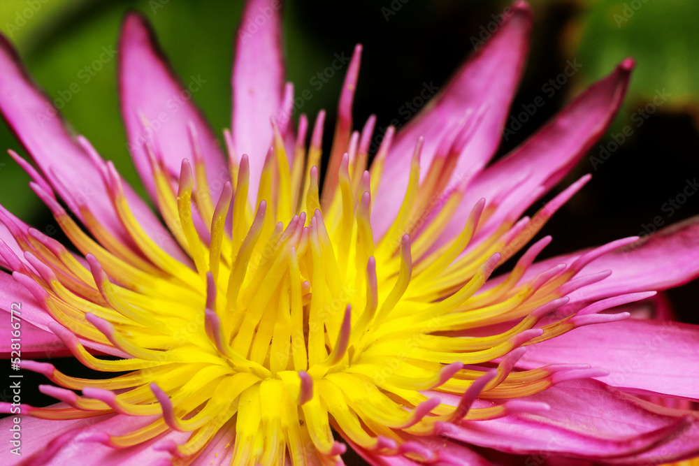 Pink yellow lotus flower in close-up Pink yellow lotus flower in close-up