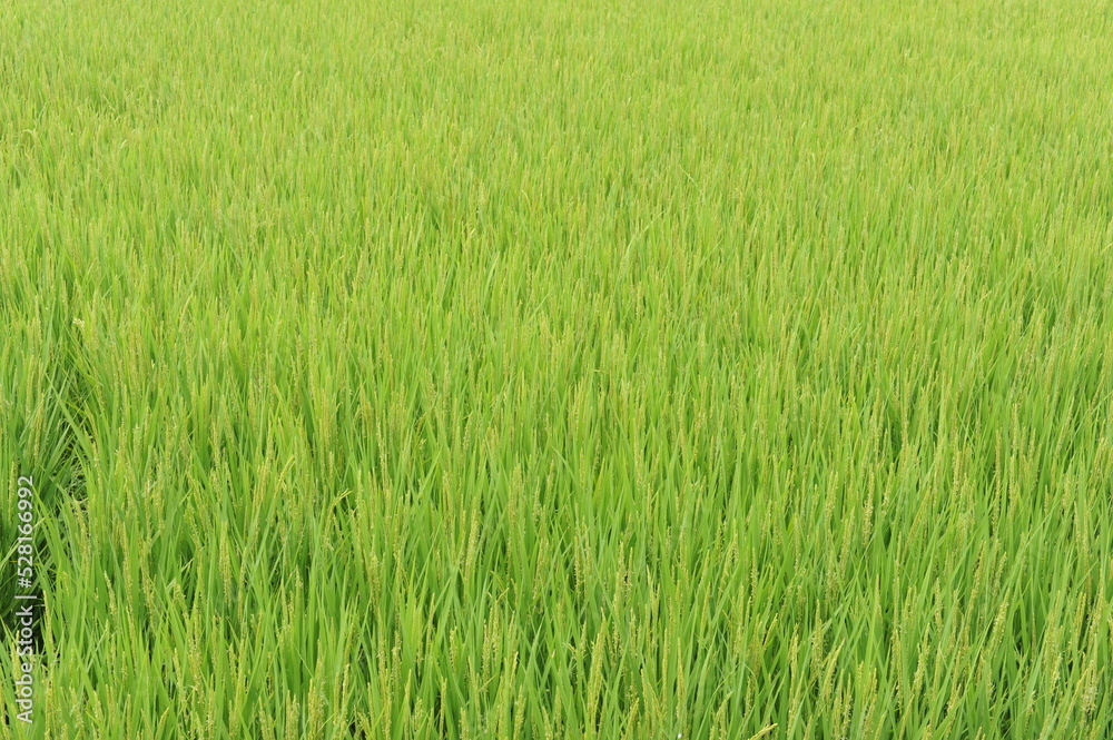 Regular geometrical pattern of lush green rice fields and rice paddies in Japan in summer Regular geometrical pattern of lush green rice fields and rice paddies in Japan in summer